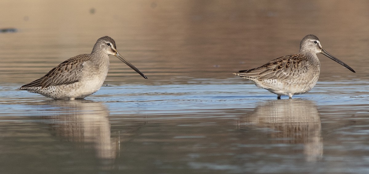 Long-billed Dowitcher - ML610271235