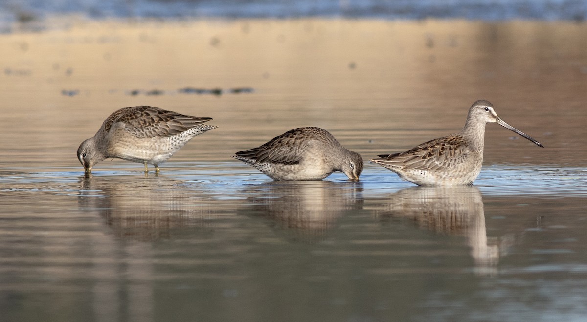 Long-billed Dowitcher - ML610271236