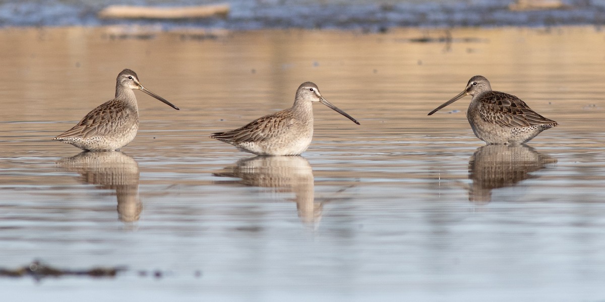 Long-billed Dowitcher - ML610271237