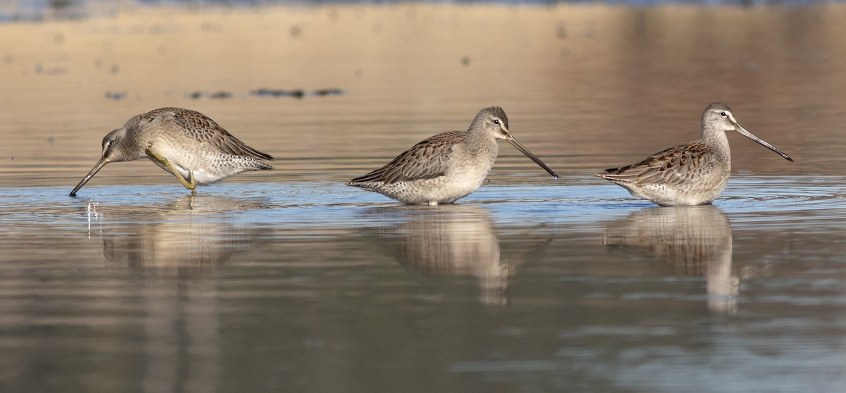Long-billed Dowitcher - ML610271238