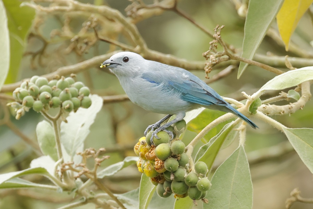 Blue-gray Tanager - ML610271301