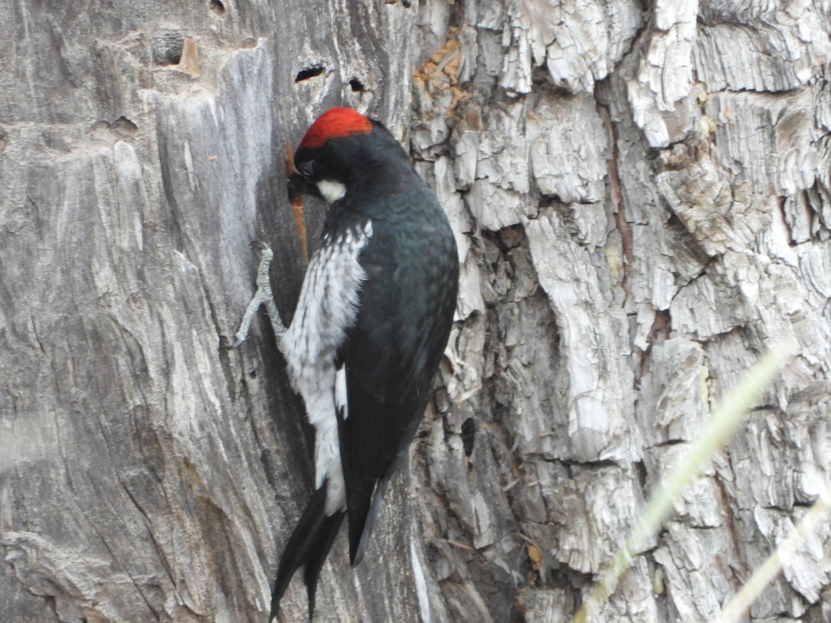 Acorn Woodpecker - ML610271703