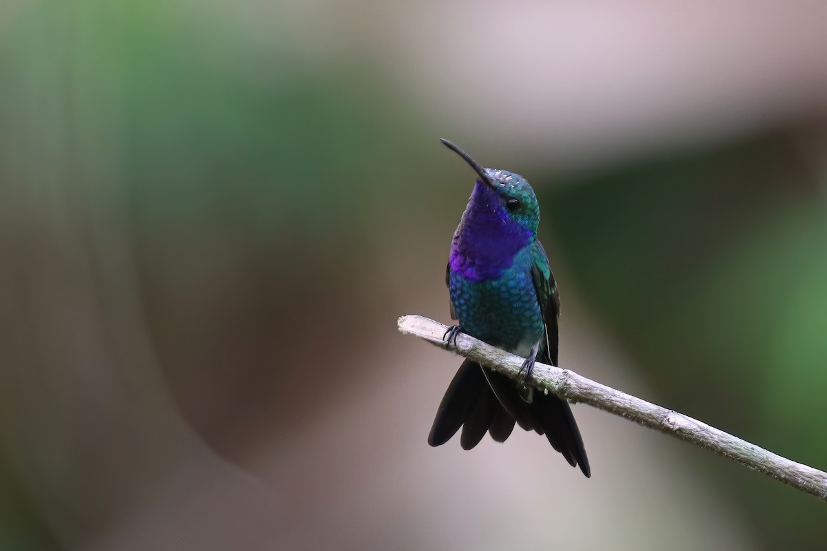 Sapphire-throated Hummingbird - ML610271730