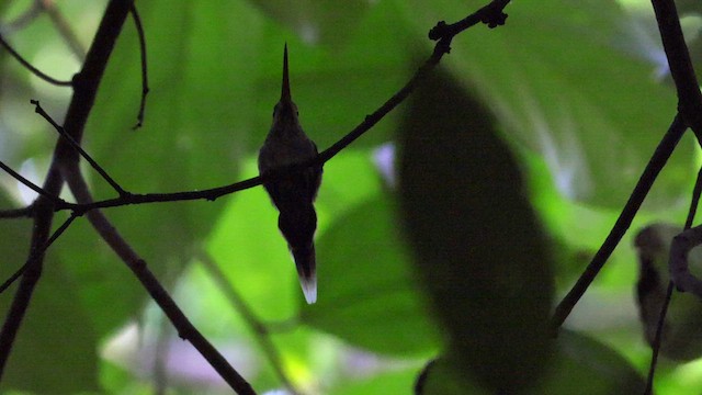Гвианский колибри-отшельник - ML610271910