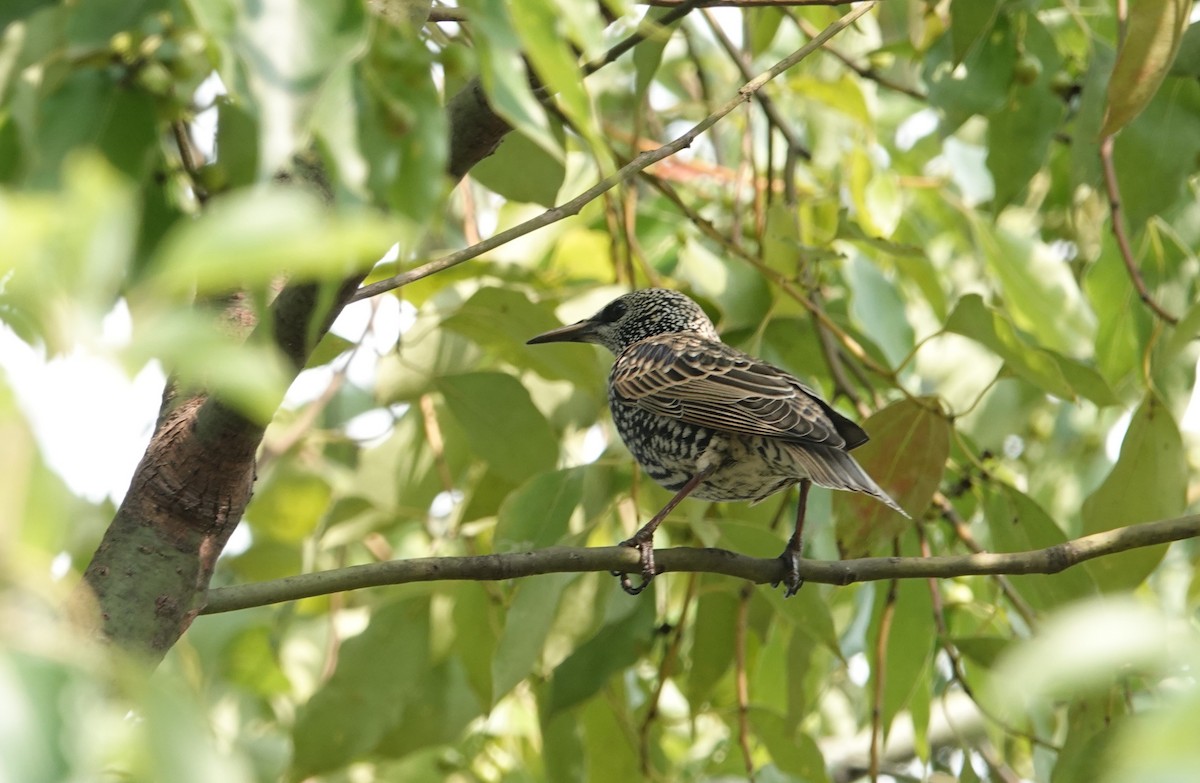 European Starling - ML610271983