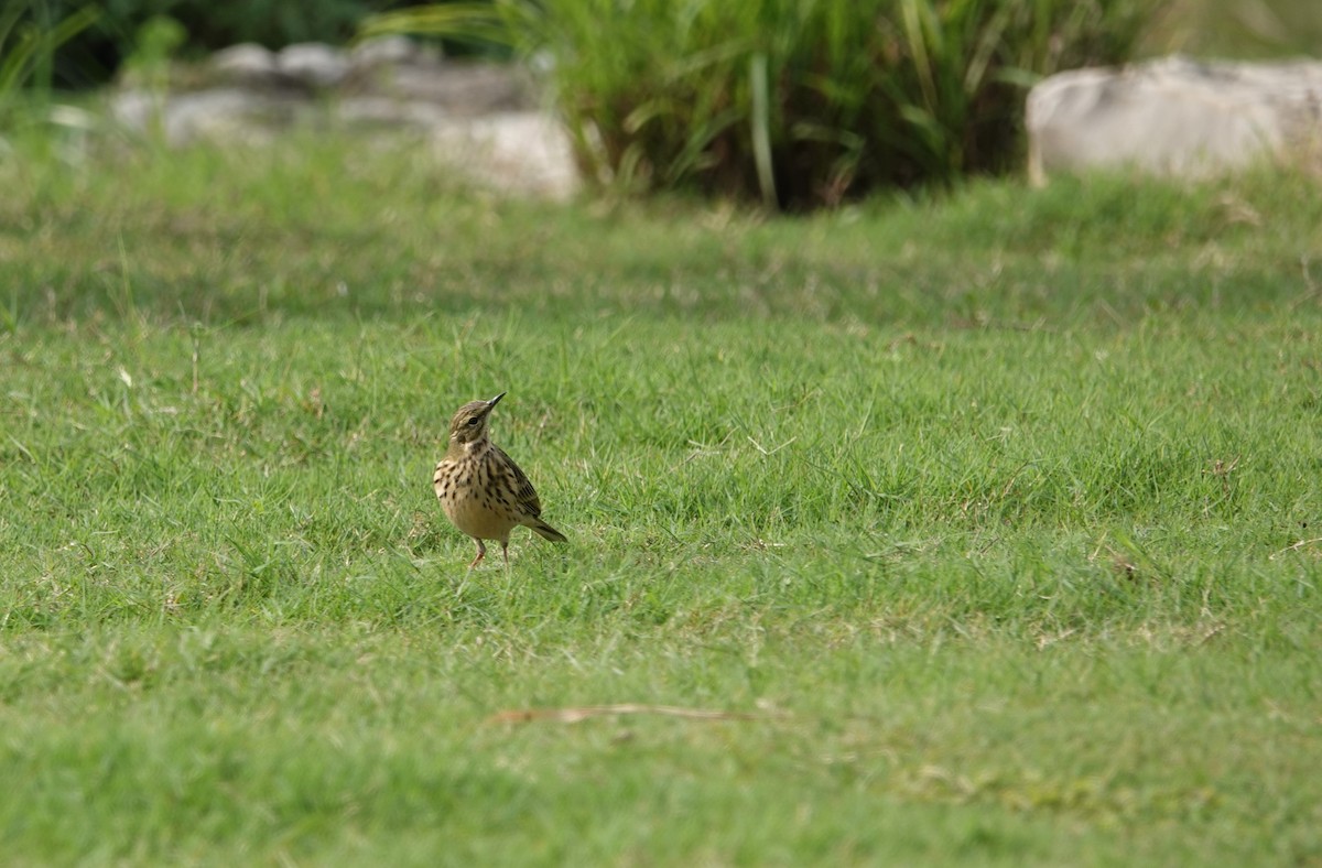 Olive-backed Pipit - ML610272036