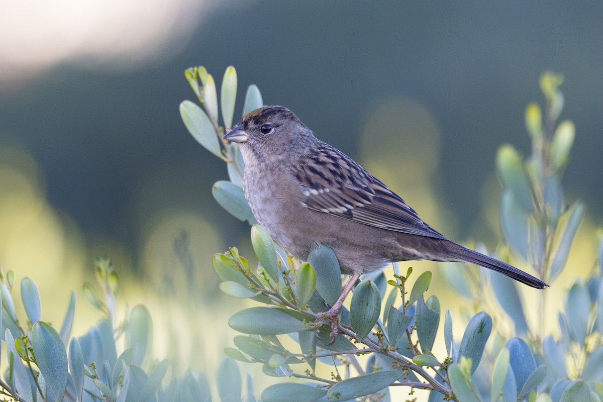 Golden-crowned Sparrow - ML610272134