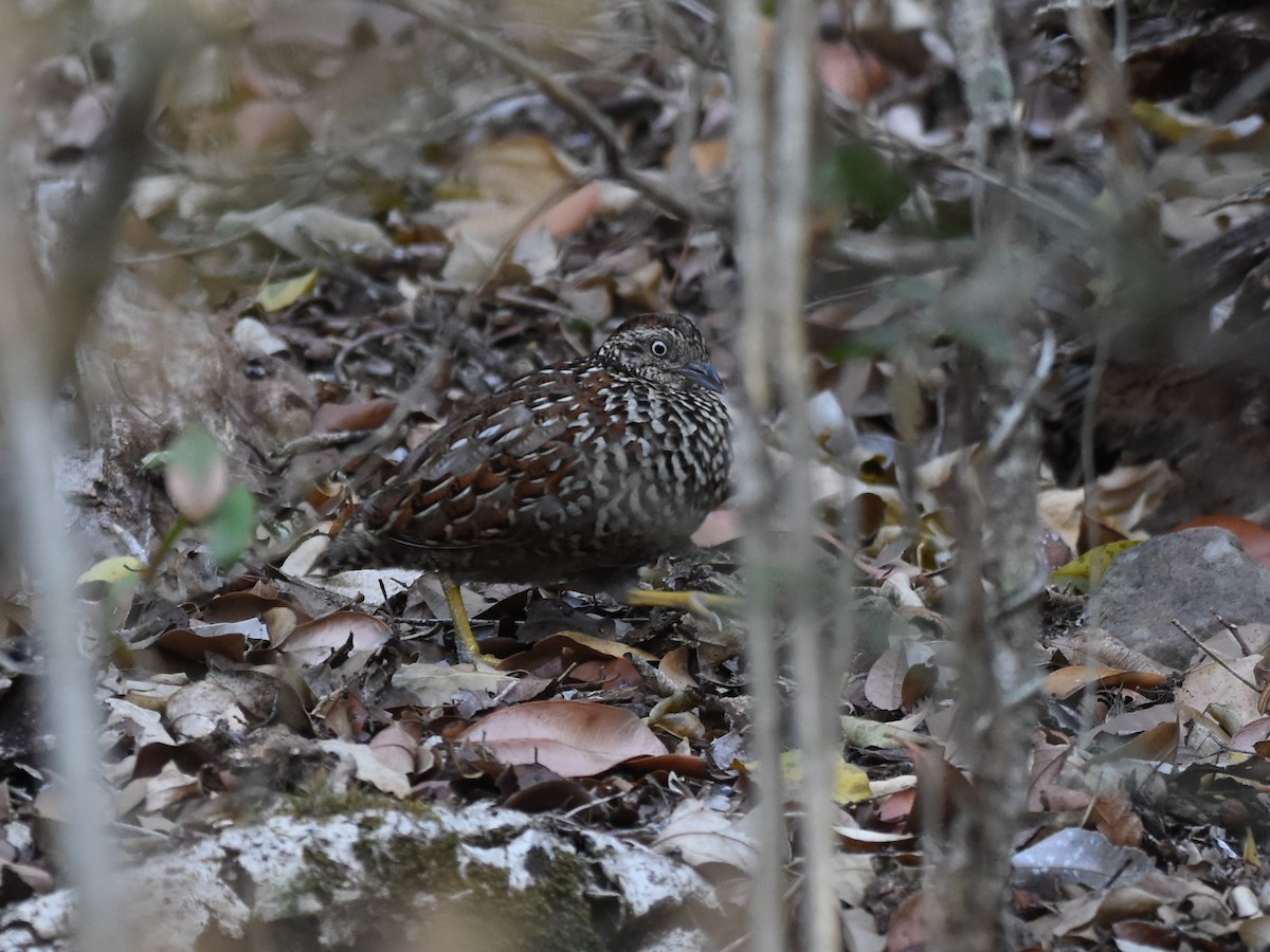 Black-breasted Buttonquail - ML610273331