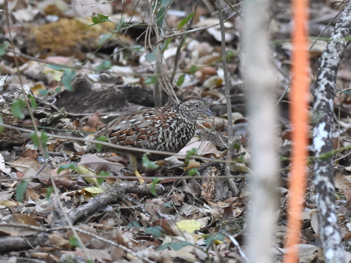Black-breasted Buttonquail - ML610273332
