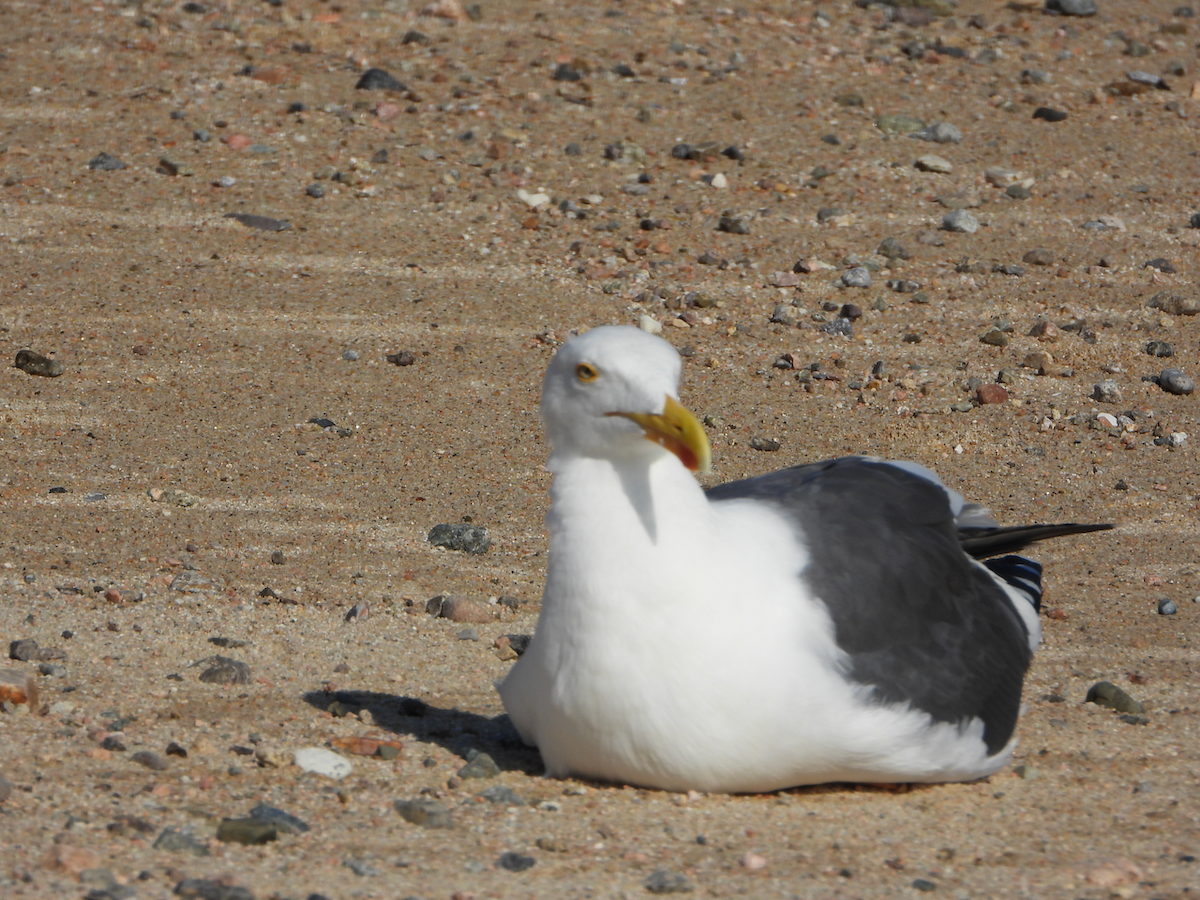 Yellow-footed Gull - Helen Butts