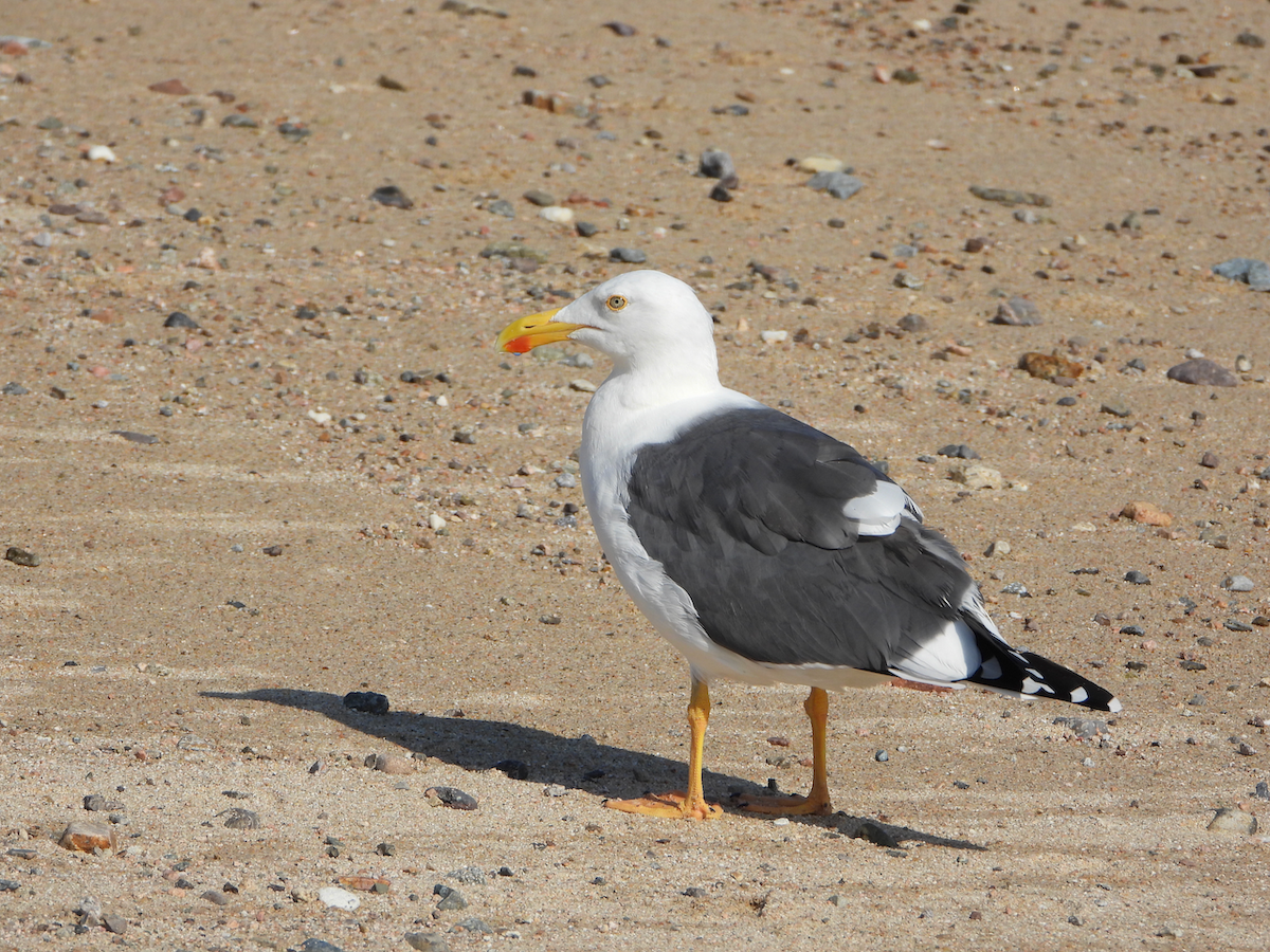 Yellow-footed Gull - ML610273386