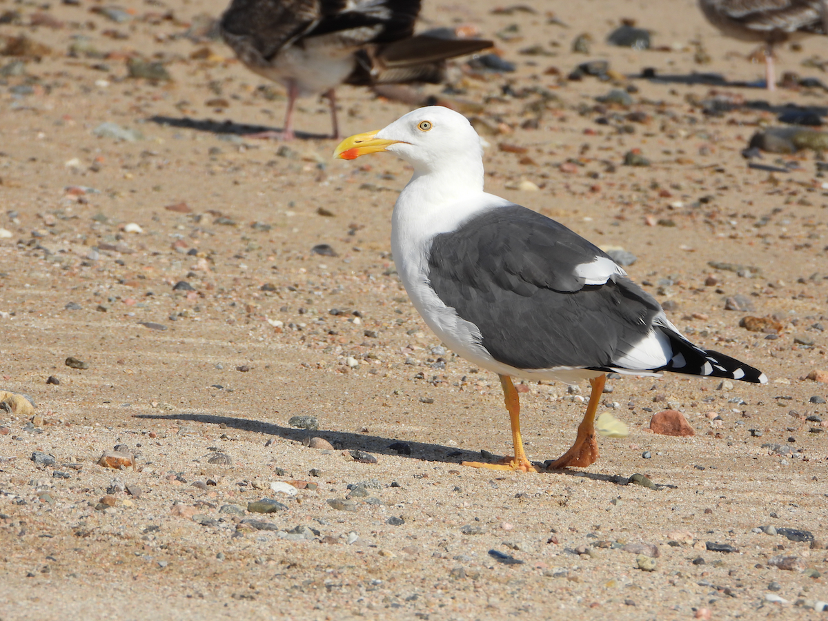 Yellow-footed Gull - ML610273387