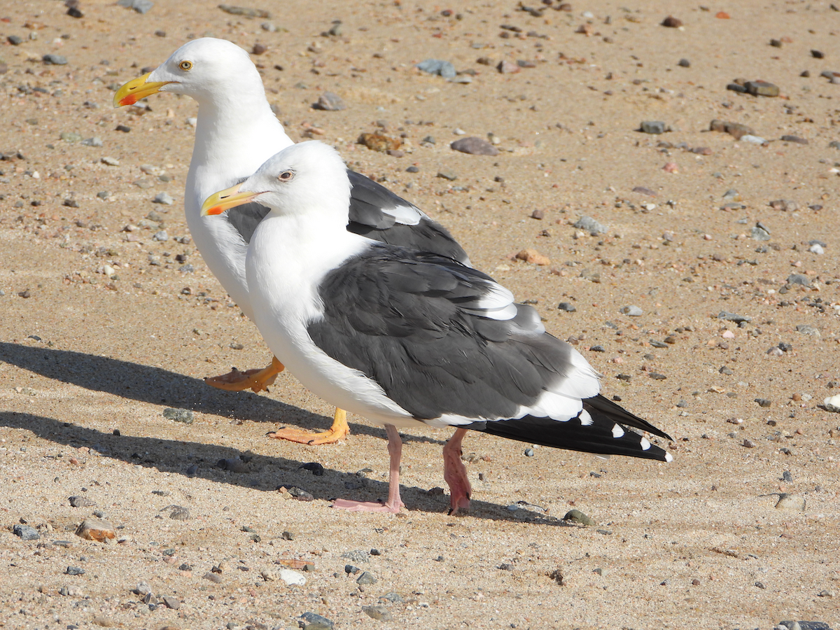 Yellow-footed Gull - ML610273389