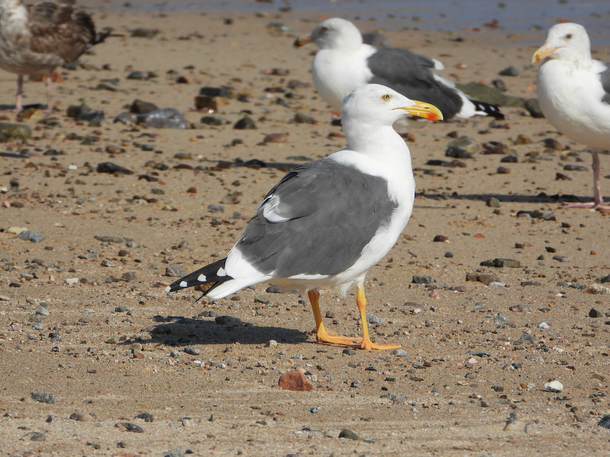 Yellow-footed Gull - ML610273390