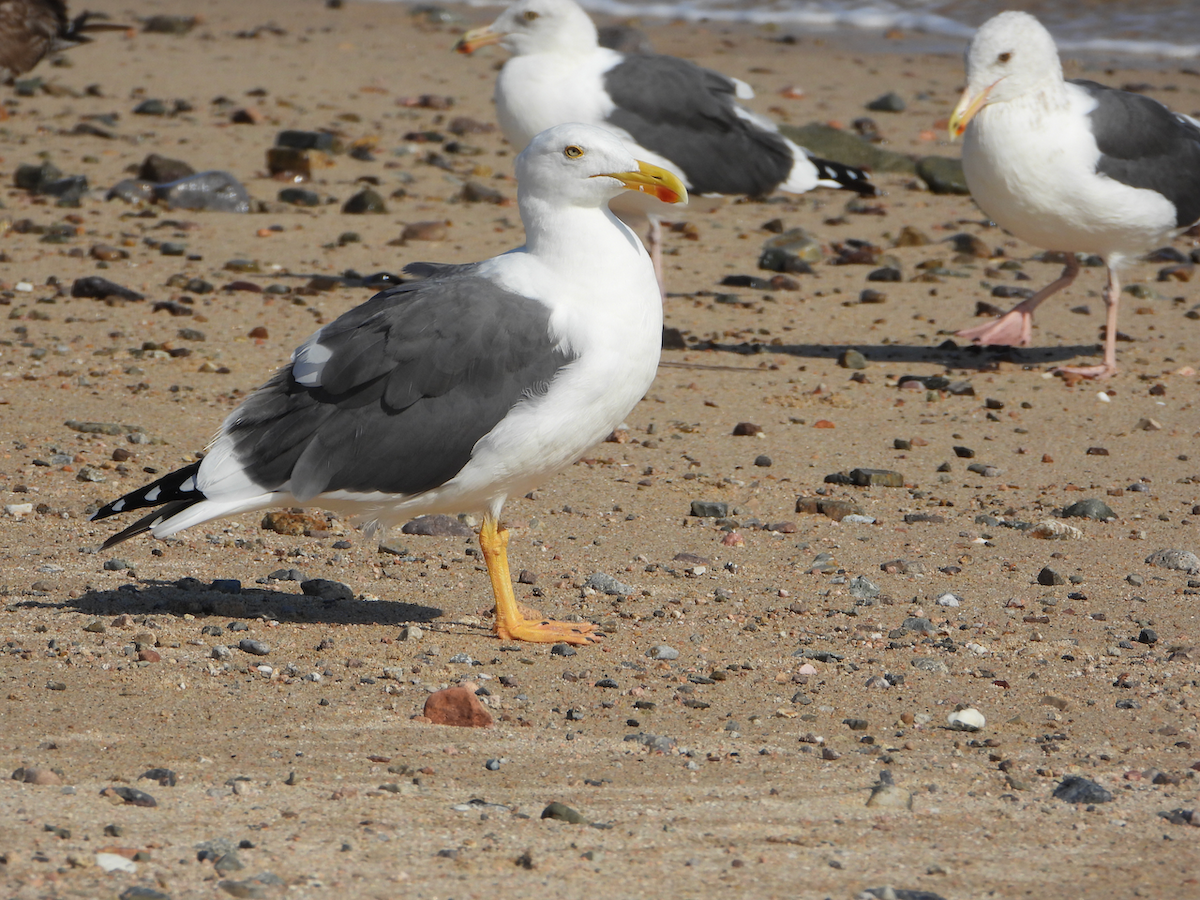 Yellow-footed Gull - ML610273391