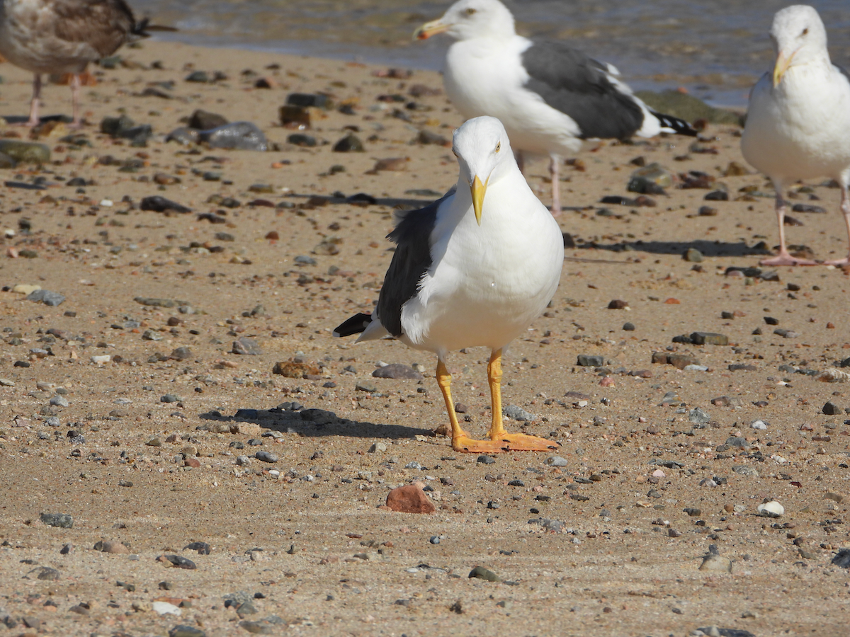 Yellow-footed Gull - ML610273392