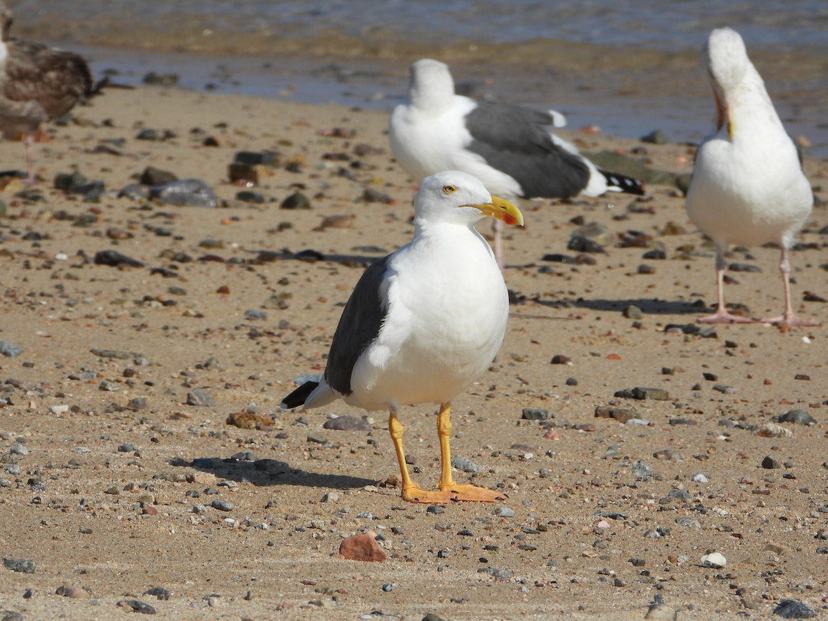 Yellow-footed Gull - ML610273393