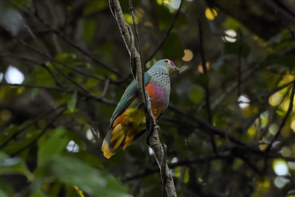Rose-crowned Fruit-Dove - ML610273457