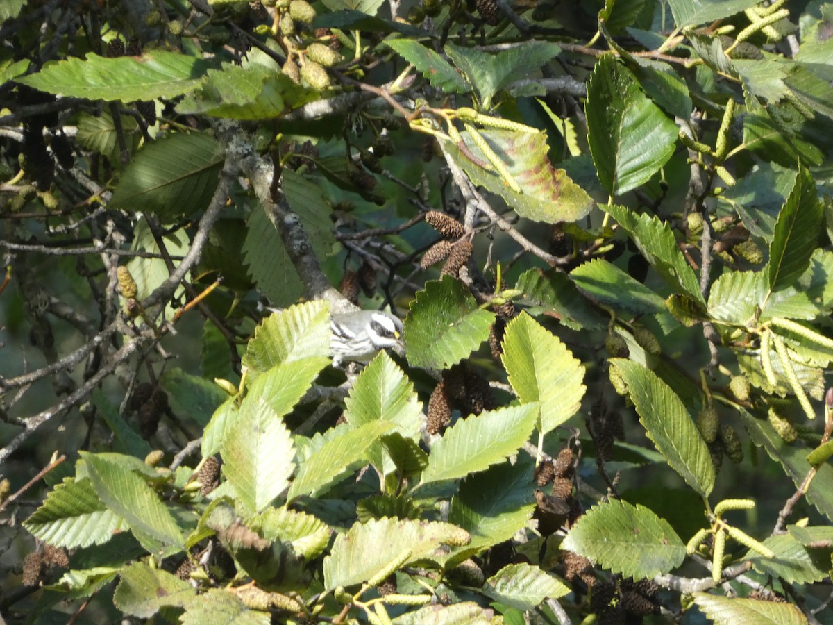 Black-throated Gray Warbler - ML610273977