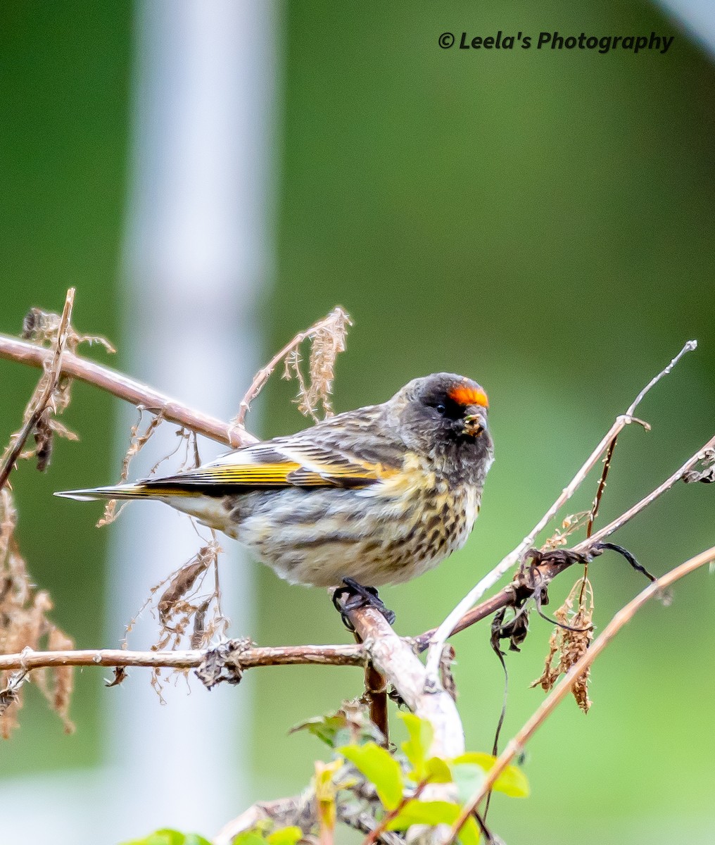 Fire-fronted Serin - ML610274055