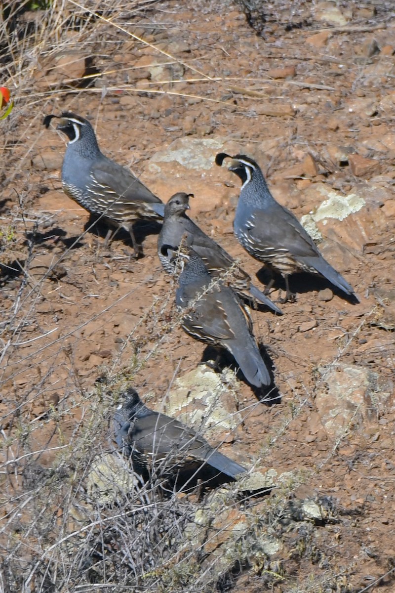 eBird Checklist 21 Oct 2023 Santa Catalina IslandThompson