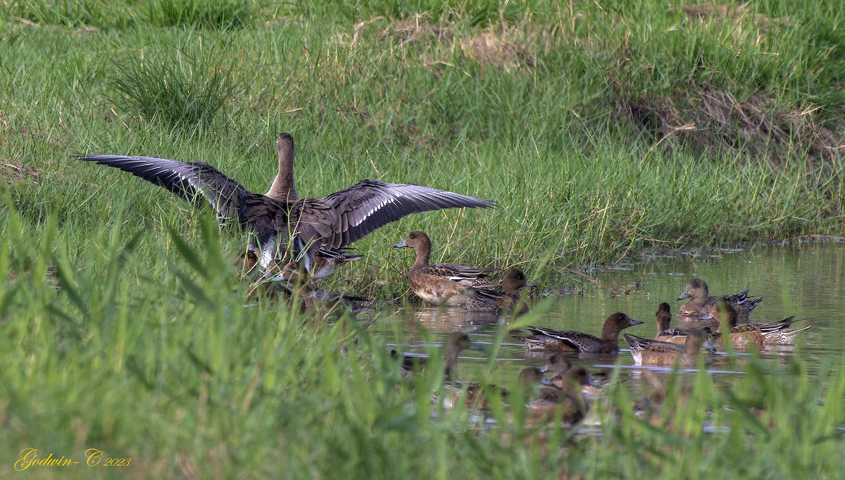 Lesser White-fronted Goose - Godwin Chan