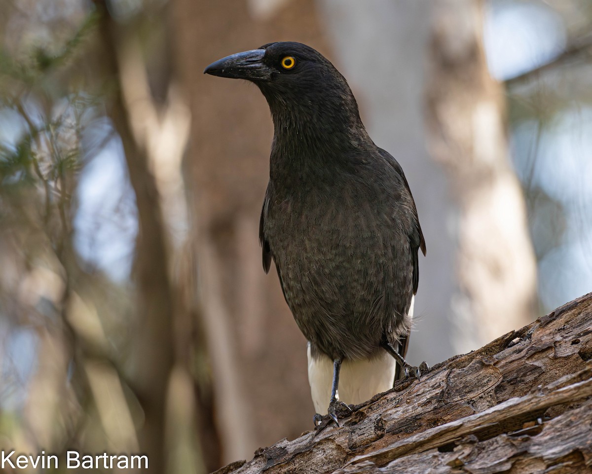 Pied Currawong - ML610274529