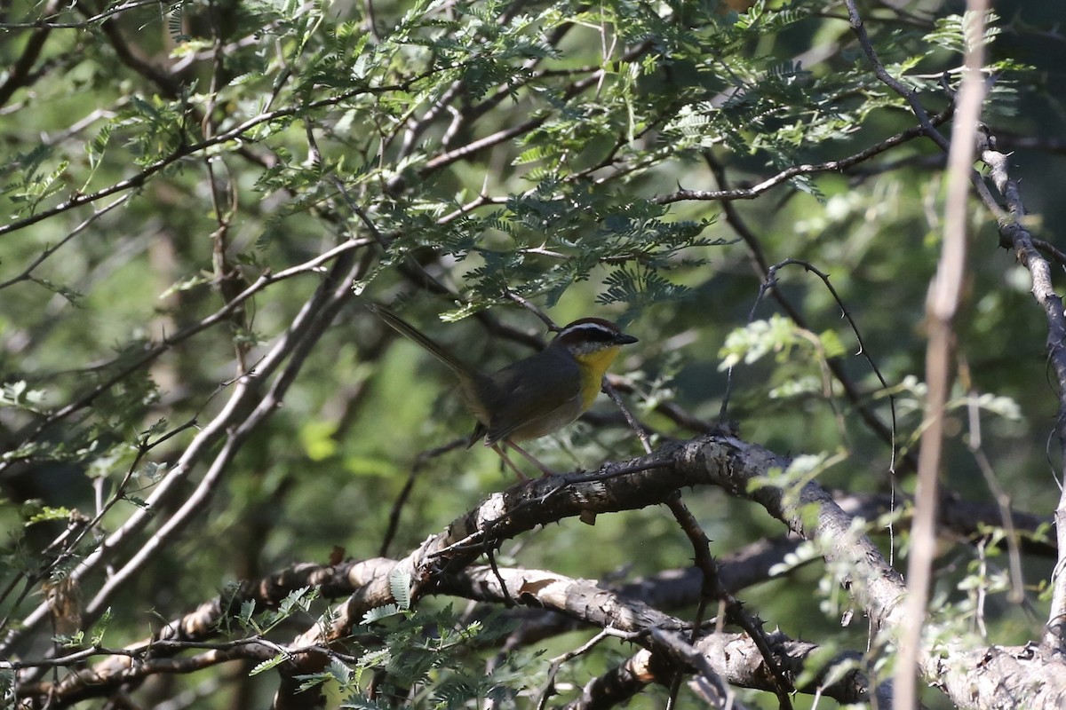 Rufous-capped Warbler - ML610274955