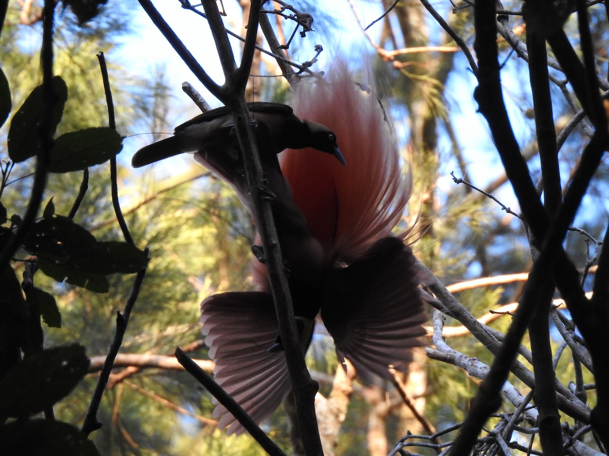 Raggiana Bird-of-Paradise - ML610275011