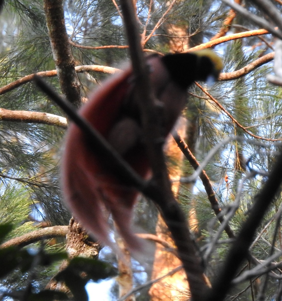 Raggiana Bird-of-Paradise - marti ikehara