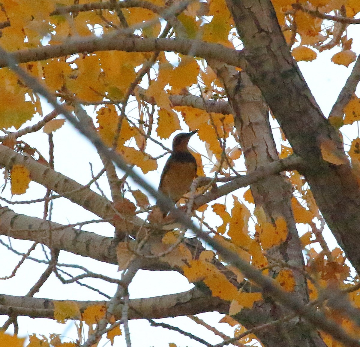 eBird Checklist - 22 Oct 2023 - Carson River Park/Silver Saddle Ranch ...