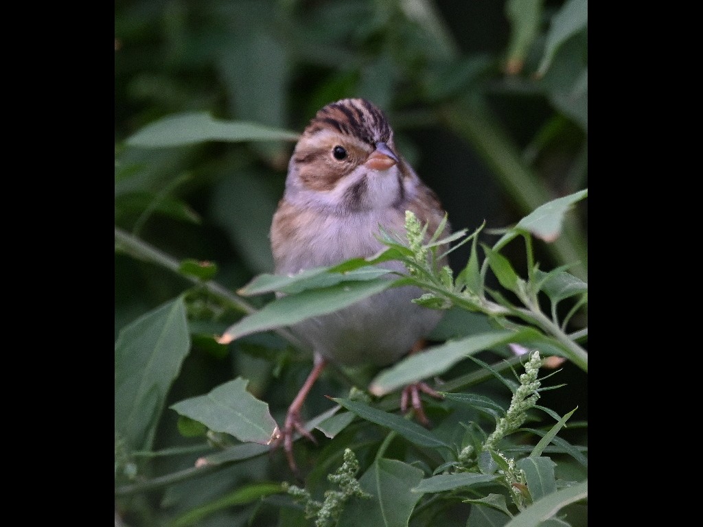 Clay-colored Sparrow - ML610275380