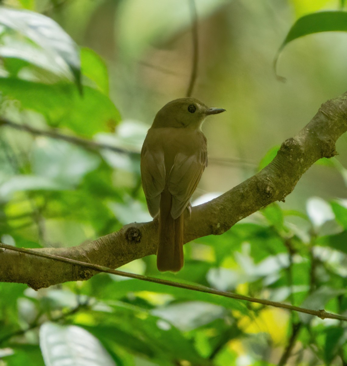 Chestnut-tailed Jungle Flycatcher - ML610275480