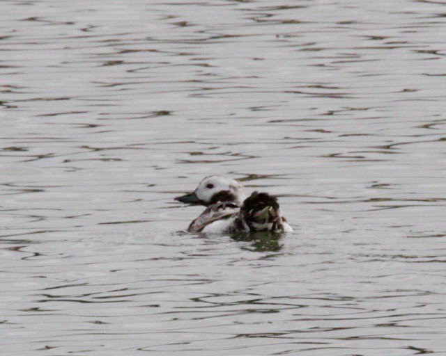 Long-tailed Duck - ML610275723