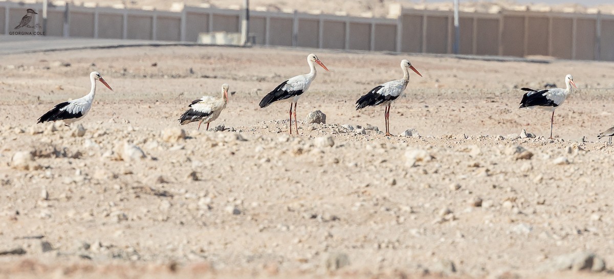 White Stork - ML610275733