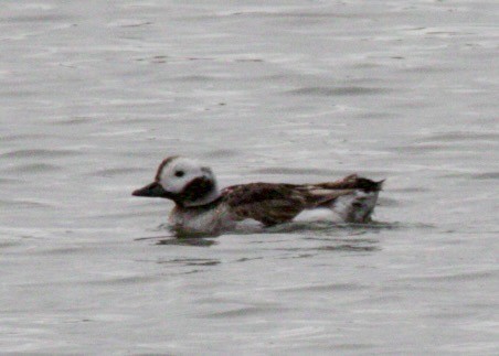 Long-tailed Duck - ML610275895