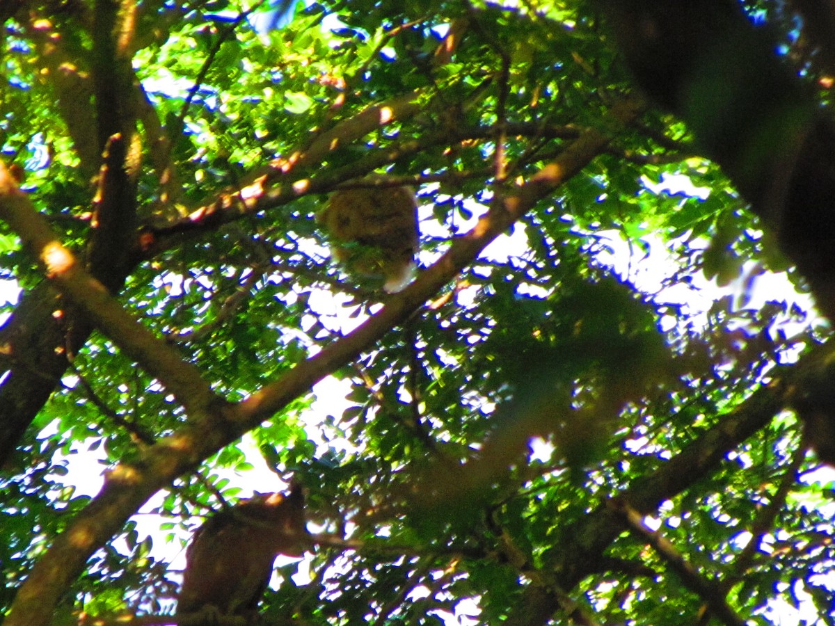 Philippine Scops-Owl - ML610276400