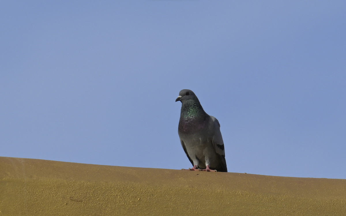 Rock Pigeon (Feral Pigeon) - ML610276706