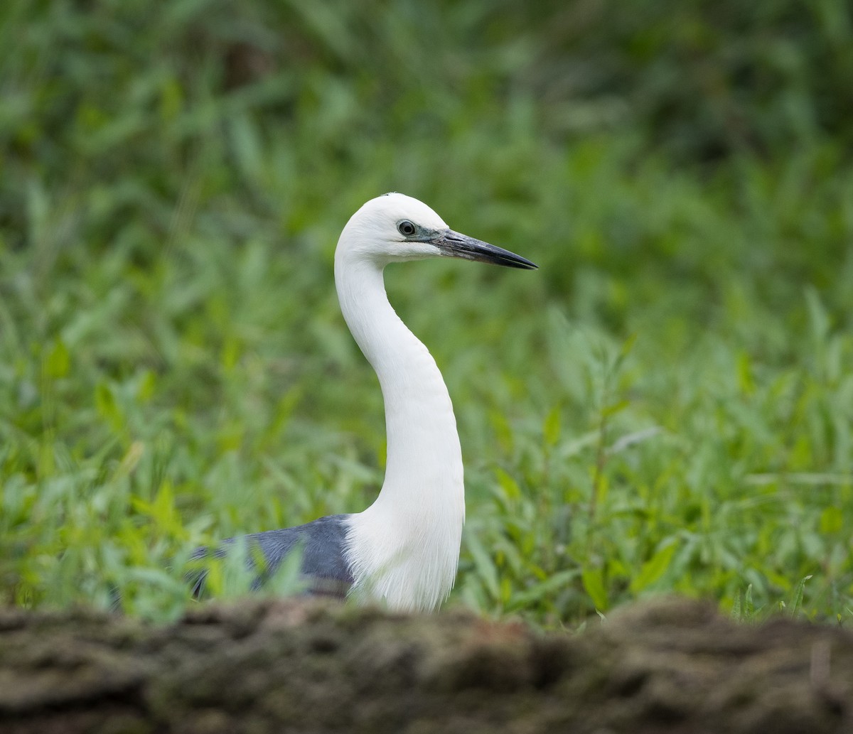 Ebird Checklist Oct Cummins Reserve And Wetlands Species