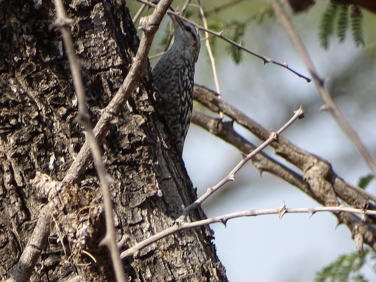 Indian Spotted Creeper - ML610277162