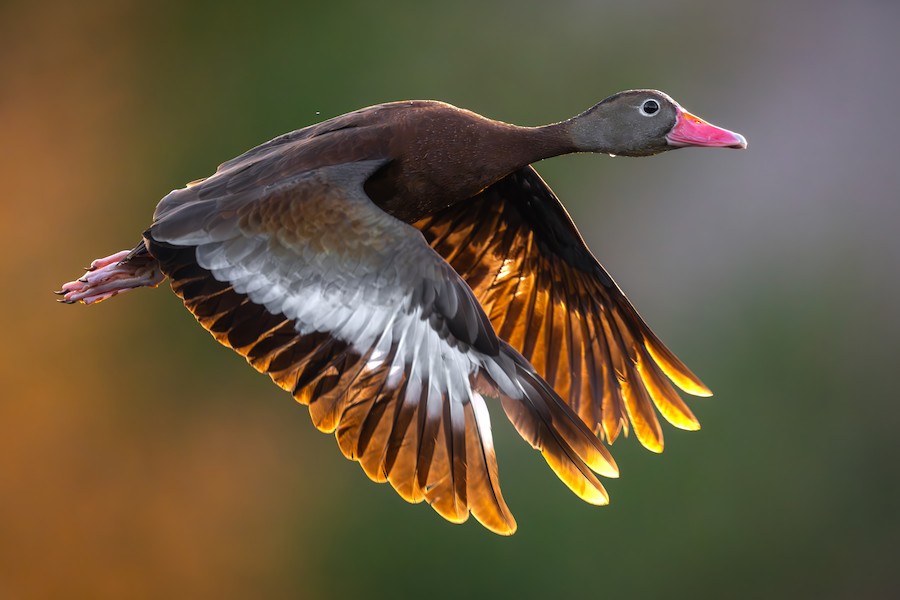 Black-bellied Whistling Duck (Northern) - eBird