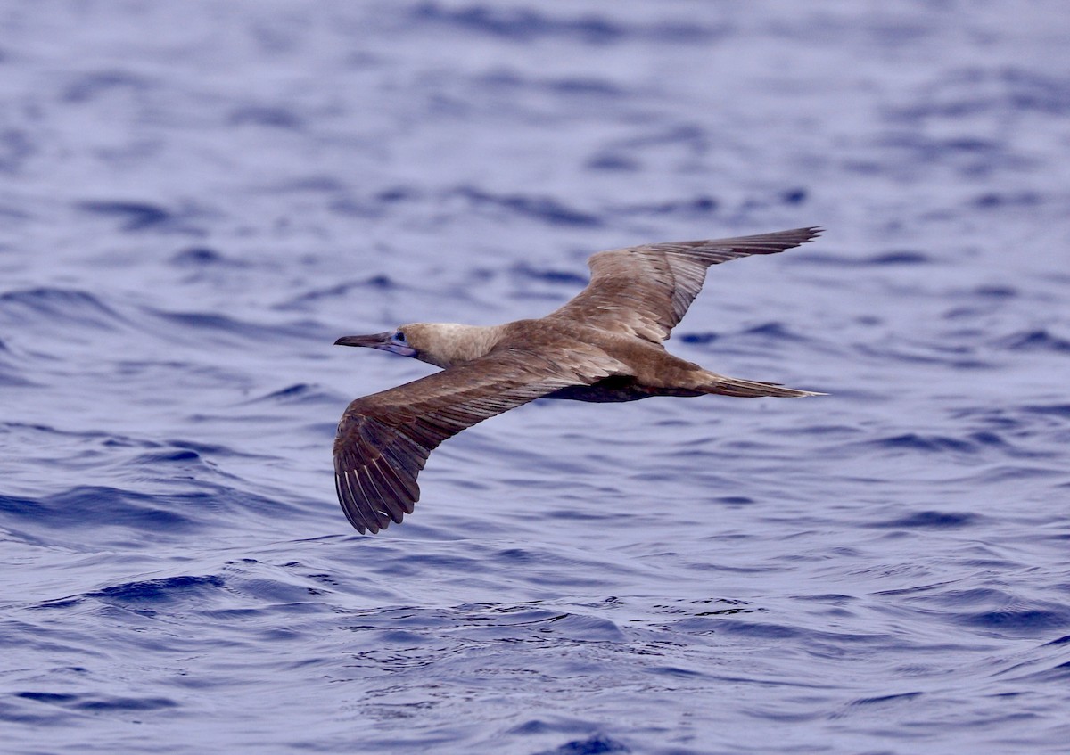 Red-footed Booby - ML610277503