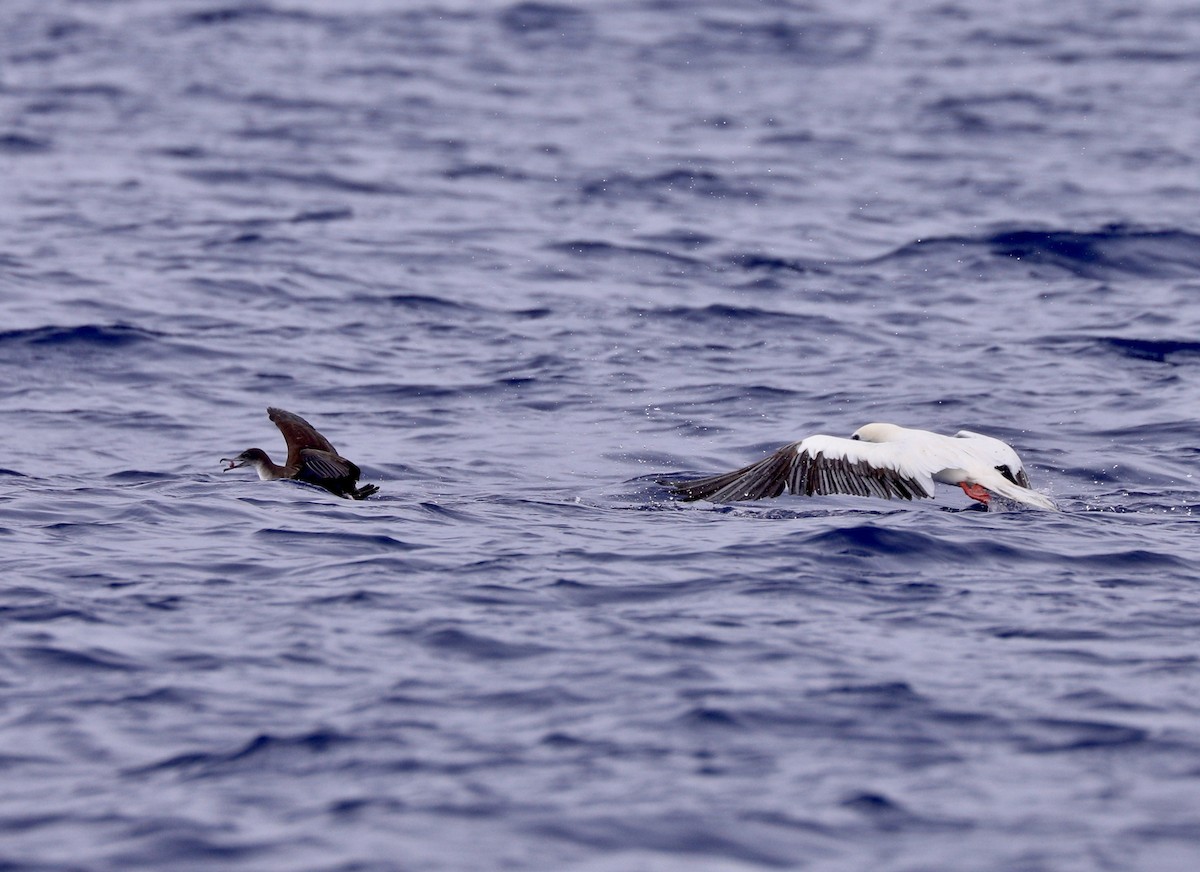 Red-footed Booby - ML610277505