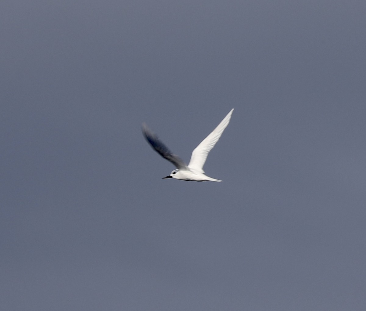 White Tern - ML610277571