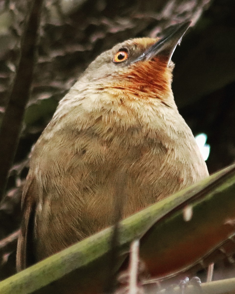 Orange-eyed Thornbird - Scott Rauland