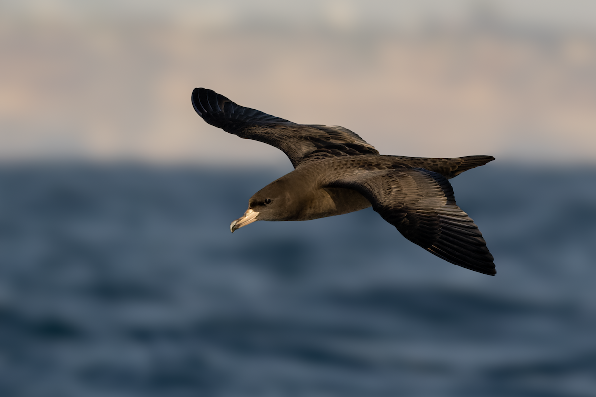 Flesh-footed Shearwater - ML610278059