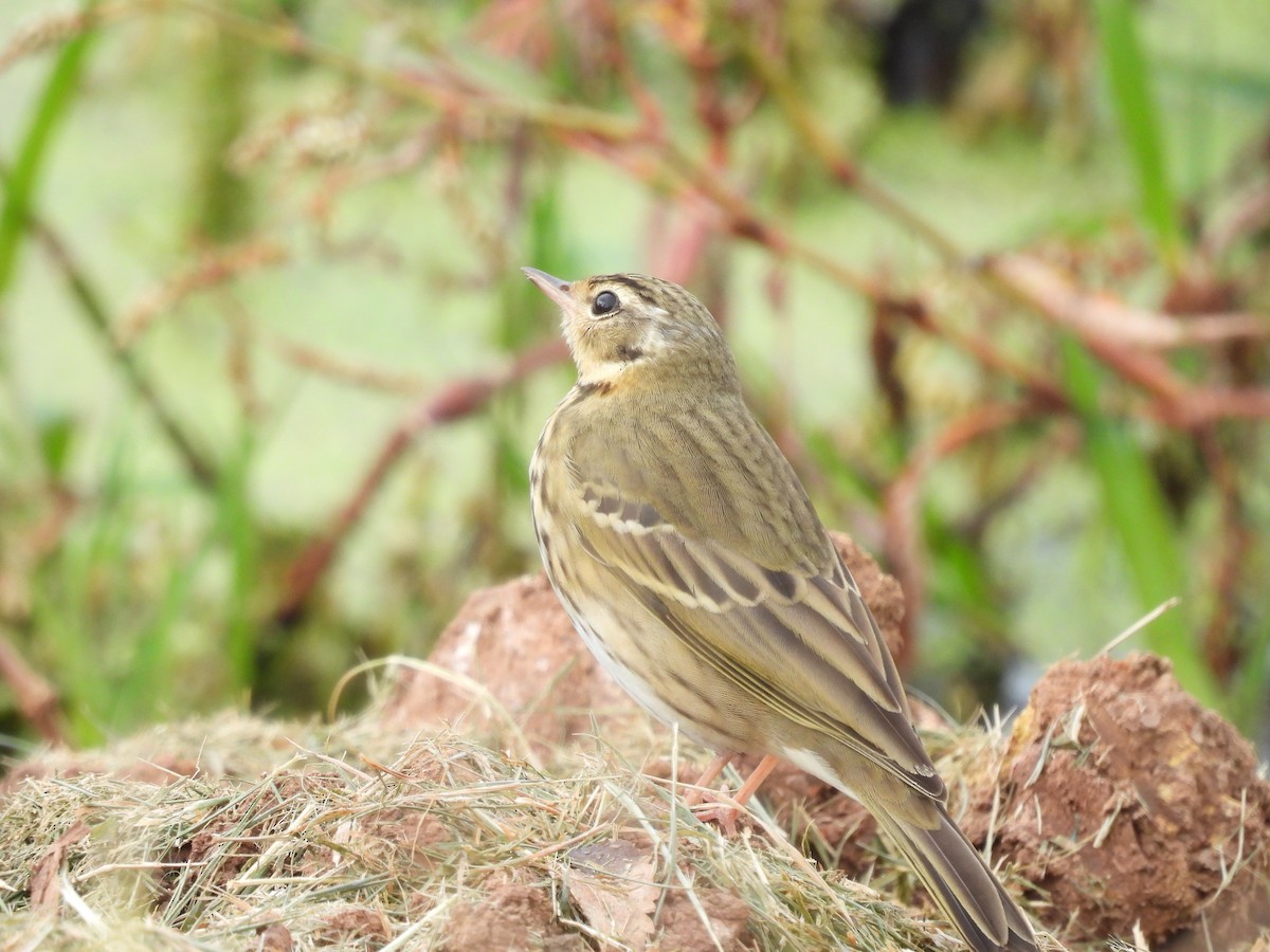 Olive-backed Pipit - ML610278213