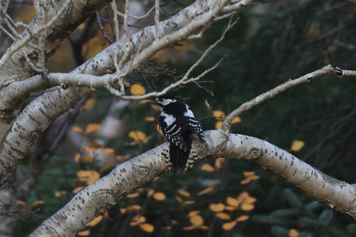 Great Spotted Woodpecker - ML610278669