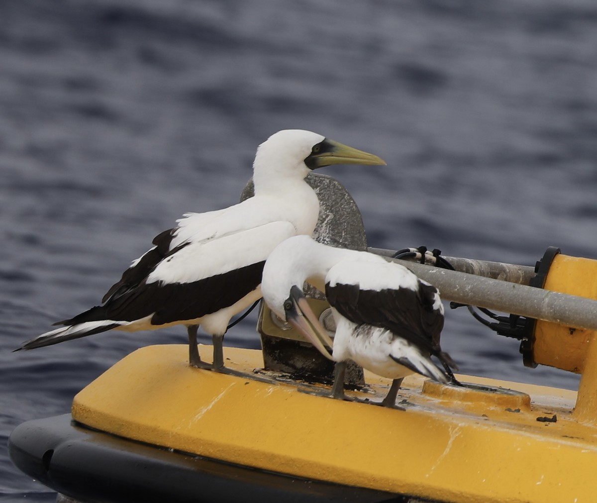 Masked Booby - ML610278737