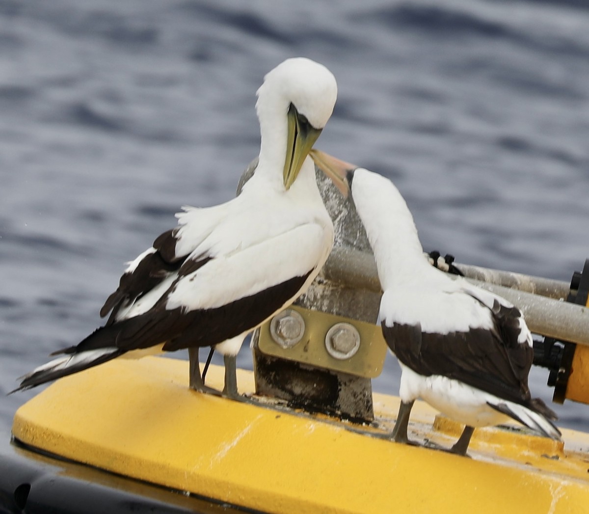 Masked Booby - ML610278739